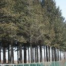 세모난나무 이미지