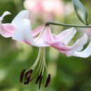 향기꽃방 이미지