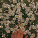 유성 국화축제 이미지