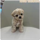 낭만펫 강아지분양 고양이분양 대전 본점 | 대전동구강아지분양 한 달 준비 후 방문한 후기