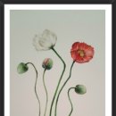 보태니컬&팝아트 이미지