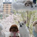 카페보스 - 유성구 와룡로 27 | 카페보스