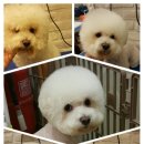 웰니스 클리닉 동물병원 이미지