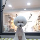 honapet(호나펫) 이미지