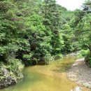 소나무숲 이미지