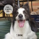 50k 반려견 유치원 이미지