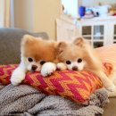 무지개다리 이미지