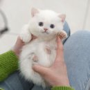 더 샵 동물메디컬센터 이미지