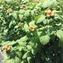 하만농장 이미지