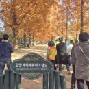 메타세쿼이아랜드 | 담양 추천 명소 메타세쿼이아 랜드 후기!