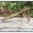 공범농장 이미지