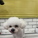 낼름&애견샵 이미지