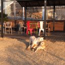 러브독애견카페 이미지