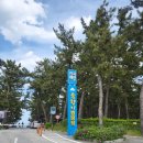 A151 | 새미의 솔로캠핑(강릉연곡솔향기캠핑장)