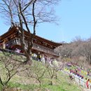 용인대지노태권스쿨 | (의왕 가볼만한곳) 천 년 역사 와불 사찰, 청계사의 봄!