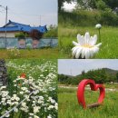 용장천 | 6월 서산 가볼만한곳 용장천 벽화마을 데이지 명소 충남 나들이
