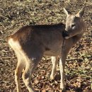 노루숲 | 제주도 아이랑 가볼만한 곳 노루생태관찰원 후기