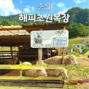 지수목장 | 춘천 해피초원목장 운영시간 아이와 가 볼만한곳 동물먹이주기체험
