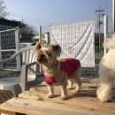 도그노크 이미지