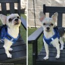 사람과애견 이미지