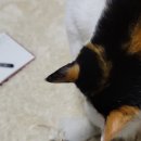 대자연세탁 이미지