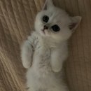 나비야 cat 이미지