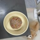 꼬르륵댕댕 이미지