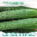 영송농장 Daum카페