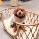 비히트 | 바잇미 더블히트 패딩 그레이지 후기 | 강아지 겨울 산책 필수템