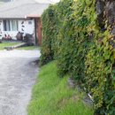 폭낭 올레집 이미지