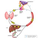 Thyroid갑상선호르몬 이미지