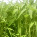 황구농장 이미지