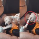 강아지언니 이미지