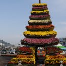 함평 엑스포공원 국향대전(2)◈─―☞☞ 이미지