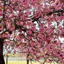 미사경정공원 | 서울 근교 겹벚꽃 명소, 하남미사경정공원 실시간 후기