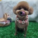 댕댕이 이발소 이미지