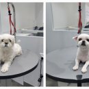 포메른 펫살롱 이미지