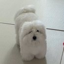 제트컵케이크 네이버블로그