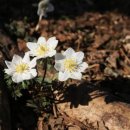 풍도맛집민박 이미지