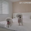 골드스푼애견풀빌라 이미지