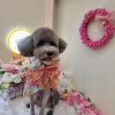 하리스펫 이미지