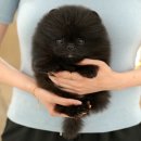 보성애견 이미지
