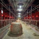 황산농협주유소 이미지