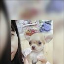 참조은펫 네이버블로그