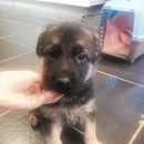 양평특수견 이미지