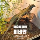 파충류카페 비비안 | 강릉 파충류카페 비비안 이색 동물 체험