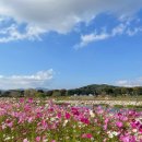 장성어린이공원 | 2025 장성 황룡강 가을꽃축제 후기 먹거리 라인업+포토스팟