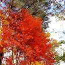 민주지산자연휴양림 이미지