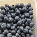 블루베리 판매합니다. 이미지