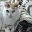 베델상사 이미지